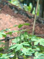 macro la photographie lentille photo