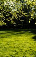 arbre branches, feuilles et pelouse dans Palmerston parc dans les rathmines, Dublin photo