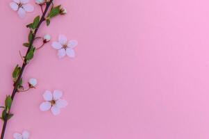 printemps Contexte tableau. mai fleurs et avril floral la nature sur vert. pour bannière, branches de épanouissement Cerise contre Contexte. rêveur romantique image, paysage panorama, copie espace photo