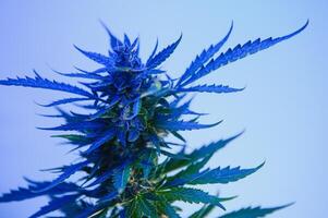 cannabis plante avec gros feuilles et floraison bourgeon. médical marijuana plante. esthétique Regardez sur agricole souche de marijuana chanvre photo