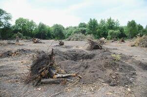 la déforestation concept. souche de arbre après Coupe forêt. photo