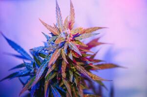 Profond violet cannabis plante. marijuana fleur. médical marijuana dans violet néon lumière sur noir Contexte. esthétique magnifique cannabis chanvre photo