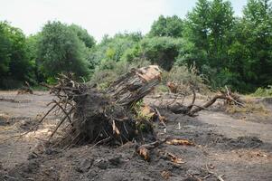 la déforestation concept. souche de arbre après Coupe forêt. photo