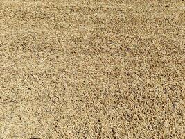 paddy riz grain séchage sur une large champ photo