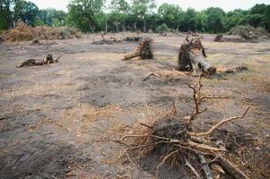 le concept de la nature protection. la déforestation. photo