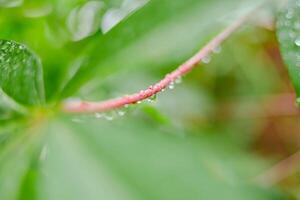 pluie chutes sur vert feuilles photo