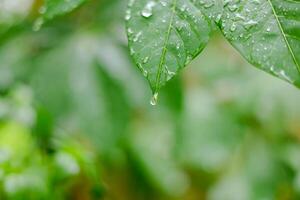 pluie chutes sur vert feuilles photo