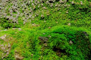 proche en haut de mousse texture dans forêt tropicale photo