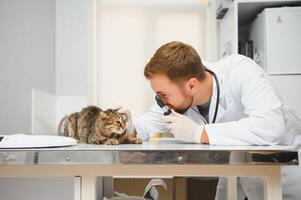 médecin sont examiner une malade chat. vétérinaire clinique concept. prestations de service de une médecin pour animaux, santé et traitement de animaux domestiques. photo