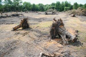 la déforestation concept. souche de arbre après Coupe forêt. photo