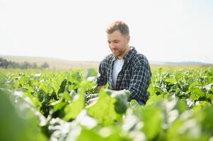 agriculteur vérification le qualité de le sucre betteraves photo