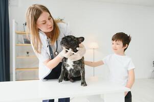 vétérinaire femme examine le chien et animal de compagnie son. animal soins de santé hôpital avec professionnel animal de compagnie Aidez-moi photo