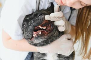 une vétérinaire à le clinique examine une chiens dents. français bouledogue à le vétérinaire. photo