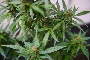 cannabis, marijuana plante. croissance marijuana à Accueil pour médical fins photo