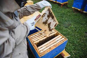 apiculteur inspecter nid d'abeille Cadre à rucher à le été journée. homme travail dans rucher. apiculture. apiculture concept photo