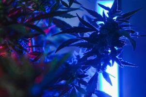 cannabis marijuana plante dans vaporwave Profond violet néon style. médical plante de cannabis ou chanvre avec floraison bourgeons et ultra-violet lumière. épanouissement végétatif buisson avec cristal trichomes photo