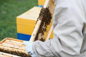 apiculteur est travail avec les abeilles et ruches sur rucher. les abeilles sur rayon de miel. cadres de abeille ruche. apiculture. Miel. en bonne santé aliments. Naturel des produits. photo