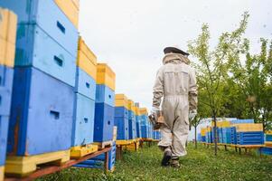 apiculteur est travail avec les abeilles et ruches sur rucher. les abeilles sur rayon de miel. cadres de abeille ruche. apiculture. Miel. en bonne santé aliments. Naturel des produits. photo