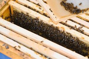 les abeilles sur le rayon de miel. mon chéri cellule avec les abeilles. apiculture. rucher. en bois ruche et les abeilles. ruche avec mon chéri les abeilles, cadres de le ruche, Haut voir. doux concentrer photo