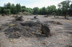 la déforestation environnement problème, pluie forêt détruit pour pétrole paume plantations photo