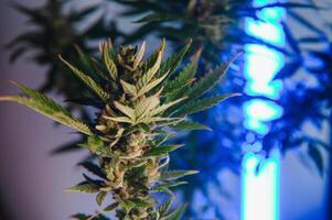 cannabis marijuana feuille Contexte. esthétique magnifique médical marijuana feuilles. longue bannière avec gros violet cannabis feuille dans coloré lumière. coloré chanvre Contexte photo