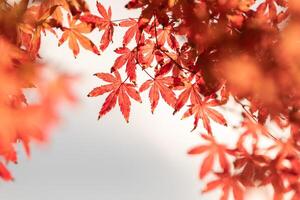 l'automne rouge et vert Japonais érable feuille dans jardin avec lumière du soleil. photo