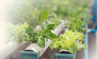vert hydroponique biologique salade légume dans cultiver, Thaïlande. sélectif concentrer photo