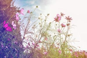 cosmos Jaune fleurs dans le jardin à le coucher du soleil. ancien Ton. sélectif se concentrer. photo