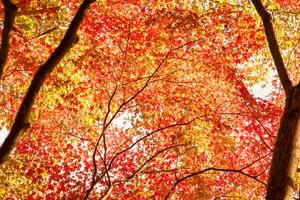 l'automne rouge et vert Japonais érable feuille dans jardin avec lumière du soleil. photo