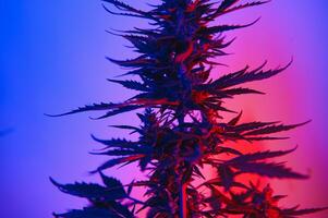 cannabis marijuana plante dans vaporwave Profond violet néon style. médical plante de cannabis ou chanvre avec floraison bourgeons et ultra-violet lumière. épanouissement végétatif buisson avec cristal trichomes photo