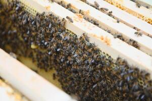 les abeilles sur le rayon de miel. mon chéri cellule avec les abeilles. apiculture. rucher. en bois ruche et les abeilles. ruche avec mon chéri les abeilles, cadres de le ruche, Haut voir. doux concentrer photo