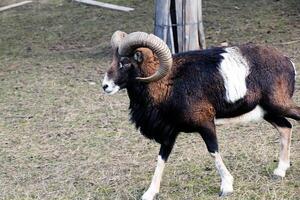 européen mouflon ovis orientalis dans le garderie de le agricole Université dans Nitra, slovaquie. photo