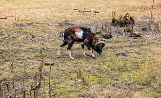 européen mouflon ovis orientalis dans le garderie de le agricole Université dans Nitra, slovaquie. photo