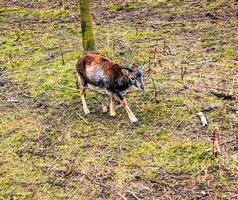 européen mouflon ovis orientalis dans le garderie de le agricole Université dans Nitra, slovaquie. photo