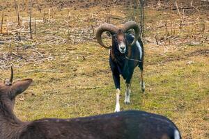 européen mouflon ovis orientalis dans le garderie de le agricole Université dans Nitra, slovaquie. photo