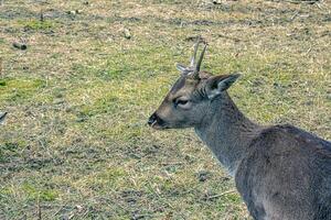 européen mouflon ovis orientalis dans le garderie de le agricole Université dans Nitra, slovaquie. photo