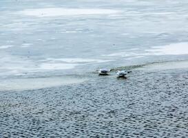 mouettes ou larus sur le la glace de une rivière sur une brillant ensoleillé hiver journée. photo