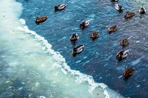 anatinae canards sur une hiver glacé rivière dans glacial temps. photo