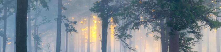 panoramique vue de majestueux à feuilles persistantes pin forêt dans une brouillard. ancien arbre silhouettes fermer. atmosphérique onirique paysage. Soleil des rayons, pur lumière du soleil. nature, fantaisie, conte de fées. graphique Ressources photo