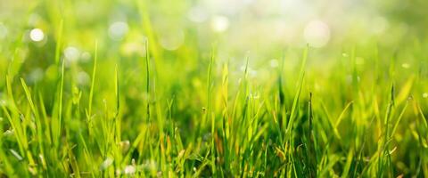 vert herbe Contexte dans printemps Prairie photo