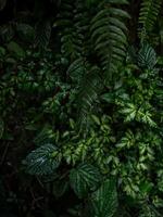 fermer vue de luxuriant vert tropical forêt tropicale les plantes fleurs feuille jungle nuage forêt feuilles dans attention équateur photo