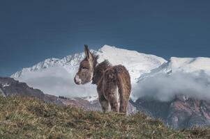 une petit soumissionner cheval dans le haute montagnes photo