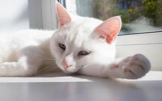 une blanc somnoler chat avec rose oreilles mensonges sur une ensoleillé journée sur le rebord de fenêtre. photo