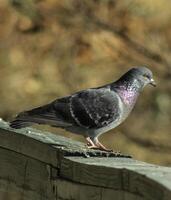 le Pigeon sur le clôture photo