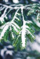 une sapin branche en dessous de le neige photo