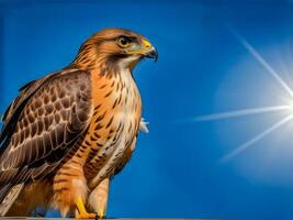 ai généré fermer photo de un Aigle ou faucon