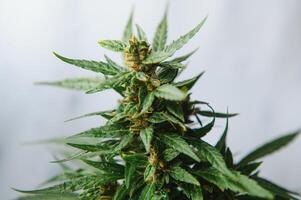 fleur bourgeon de cannabis satival dans le serre, marijuana fleur bourgeon arrière-plan, à base de plantes médicament photo