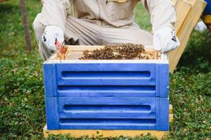 apiculteur travail collecte Miel. apiculture concept. photo