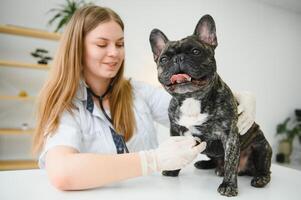 de bonne humeur Jeune vétérinaire prise se soucier et examiner une magnifique chien français bouledogue photo