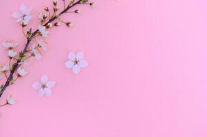 Cerise arbre fleurir. avril floral la nature et printemps Sakura fleur sur coloré Contexte. bannière pour 8 mars, content Pâques avec endroit pour texte. printemps concept. Haut voir. plat allonger photo